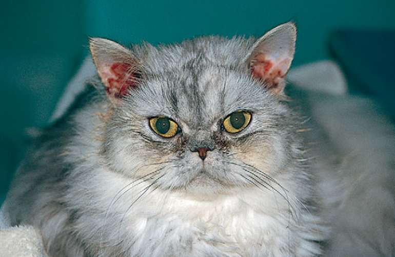 Отит у кошки