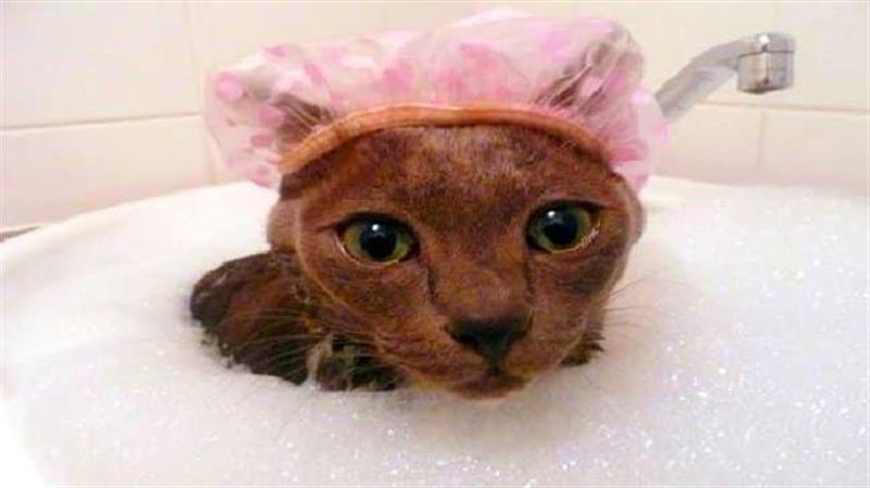 Шапочка на голове может защитить ушки кота во время купания Шапочка на голове может защитить ушки кота во время купания