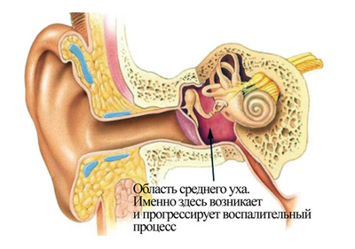 Подробная схема Схема уха