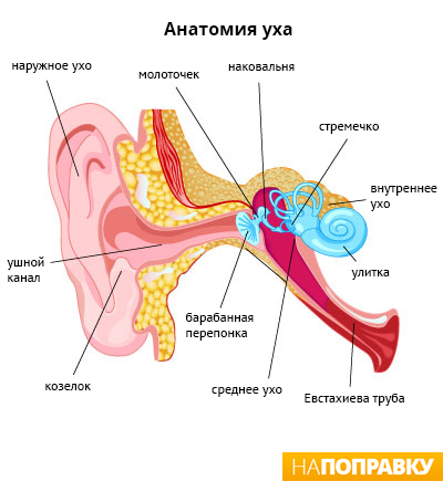Анатомия уха.jpg анатомическое строение уха
