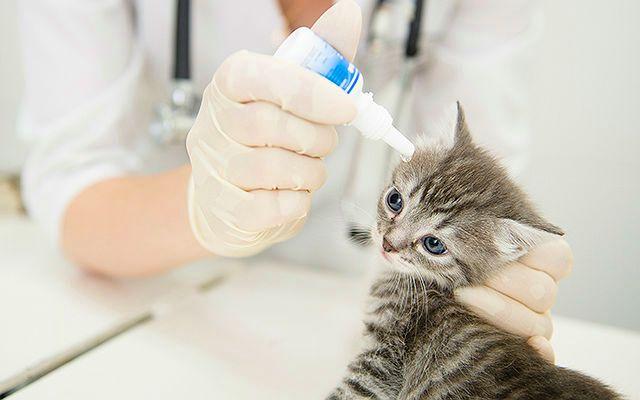 Лосьон для чистки ушей кошке