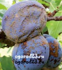 Монилиоз на плодах сливы Монилиоз сливы