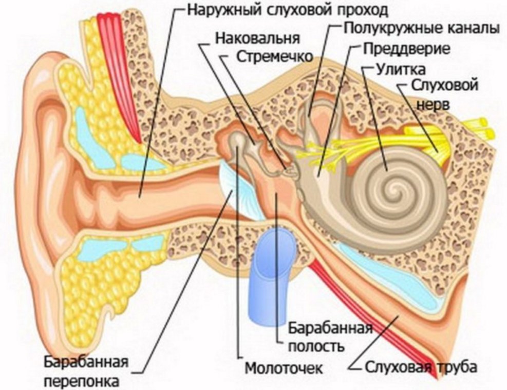 Строение