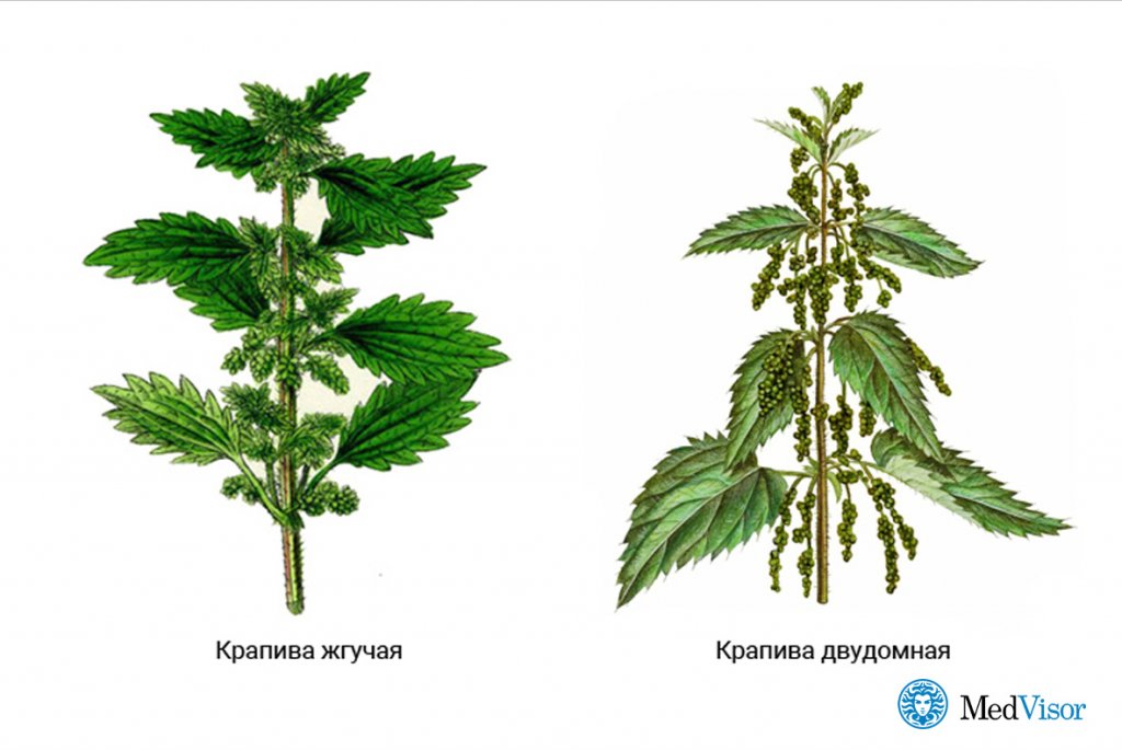 Крапива жгучая и крапива двудомная Какая польза от ожога крапивой