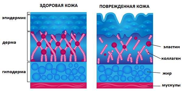collagen-elastin