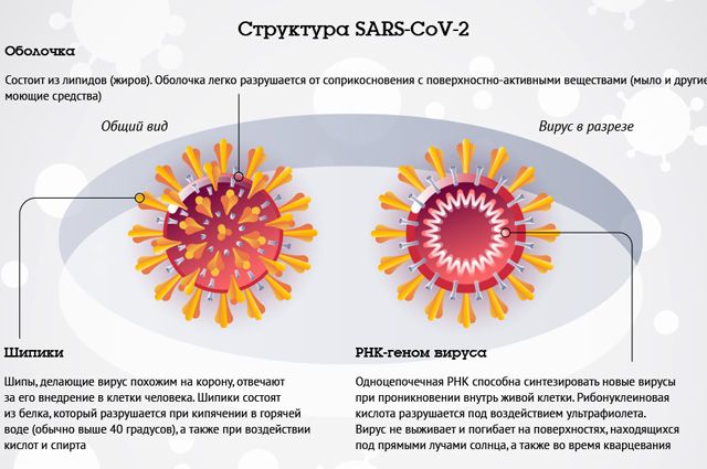 Вся семья заболела пневмонией что это