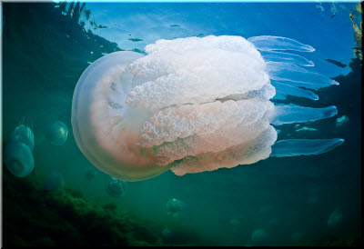 корнерот в Черном море