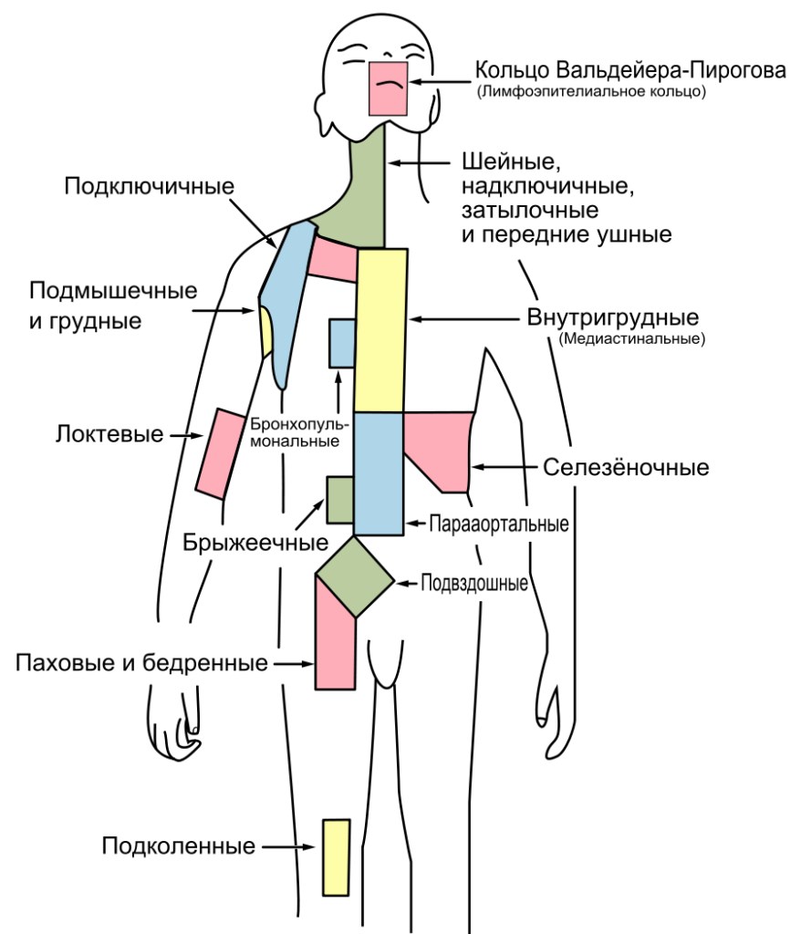 расположение лимфоузлов